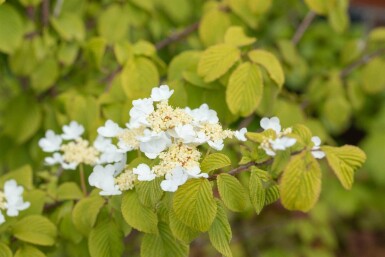 Viburnum plicatum 'Watanabe' C7,5 60-80