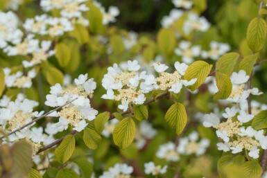 Viburnum plicatum 'Watanabe' C7,5 60-80