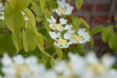 Viburnum plicatum 'Watanabe' C7,5 60-80