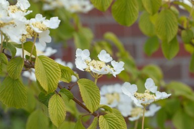 Viburnum plicatum 'Watanabe' C7,5 60-80