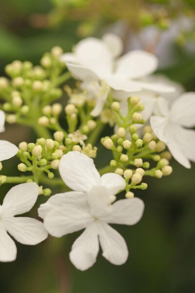 Viburnum plicatum 'Watanabe' C5 50-60