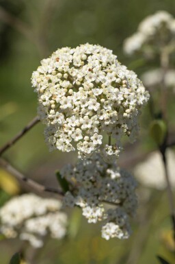 Viburnum 'Pragense' C3 20-30