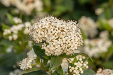 Viburnum 'Pragense' C3 20-30