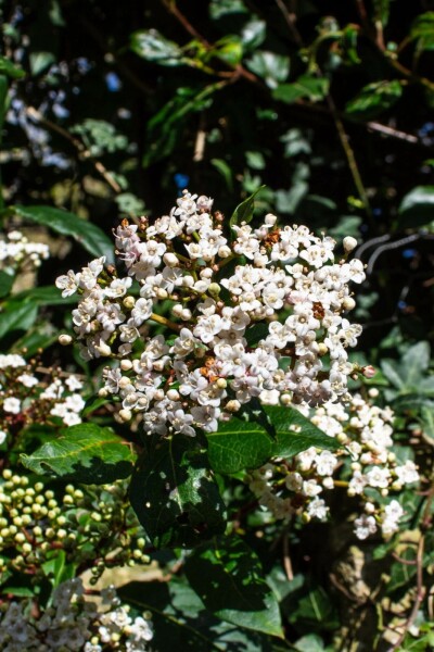 Viburnum tinus 'Gwenllian' C7,5 40-50