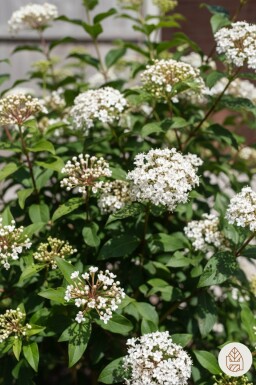 Viburnum tinus 'Gwenllian' buske 40-50 cm