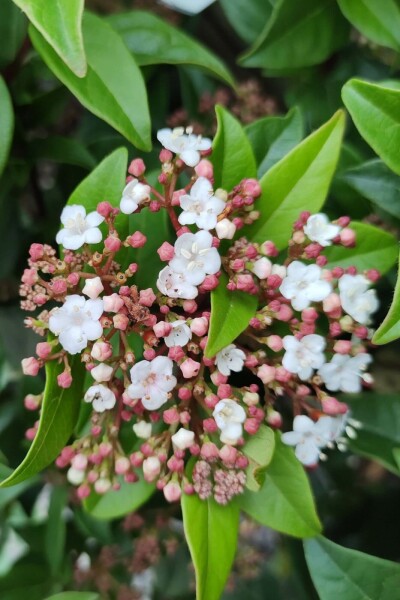 Viburnum tinus 'Spirit' C5 30-40