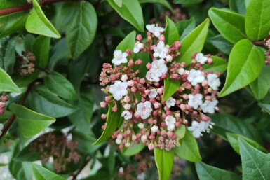Viburnum tinus 'Spirit' C5 30-40