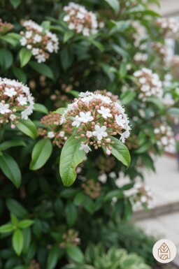 Viburnum tinus 'Spirit' buske 30-40 cm