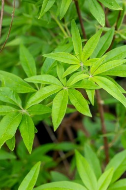 Vitex agnus-castus C7,5 50-60