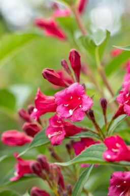 Weigela 'Bristol Ruby' C6,5 60-80