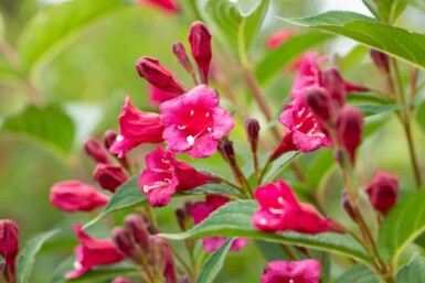 Weigela 'Bristol Ruby' C6,5 60-80