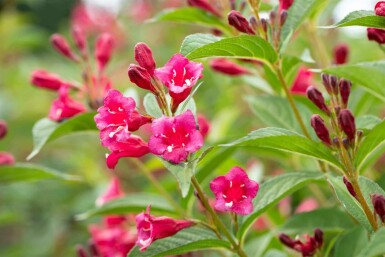 Weigela 'Bristol Ruby' C6,5 60-80