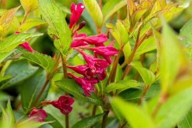 Weigela 'Bristol Ruby' C6,5 60-80
