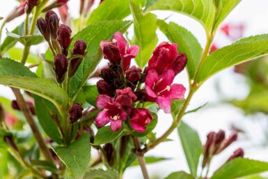 Weigela 'Bristol Ruby' C6,5 60-80
