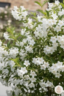 Weigela 'Candida' buske 60-80 cm