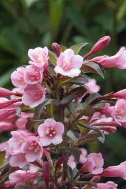 Weigela florida 'Nana Purpurea' C10 40-50