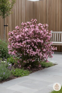 Weigela florida 'Nana Purpurea' buske 40-50 cm