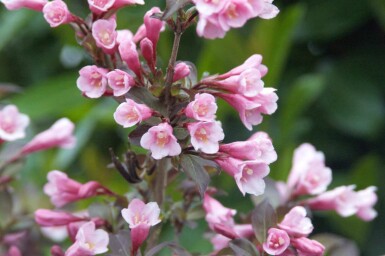 Weigela florida 'Nana Purpurea' C10 40-50