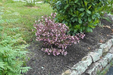 Weigela florida 'Nana Purpurea' C10 40-50