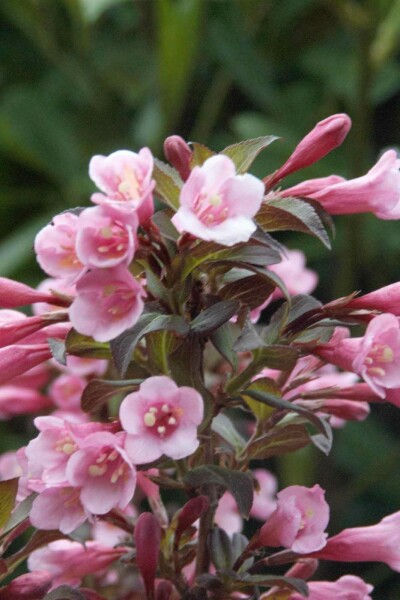 Purpurprakttry Weigela florida 'Nana Purpurea' buske 30-40 C2 Weigela florida 'Nana Purpurea' buske 30-40 cm