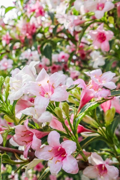 Weigela florida 'Variegata' C3 30-40