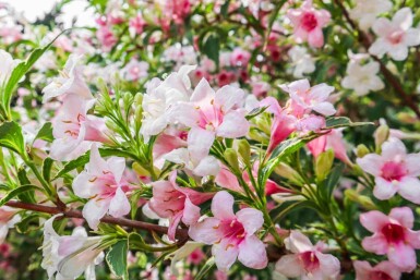 Weigela florida 'Variegata' C3 30-40