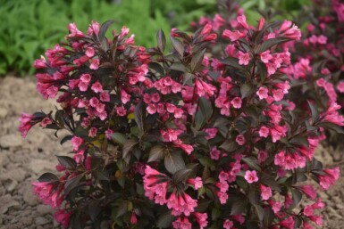 Weigela 'Naomi Campbell' buske 30-40 cm