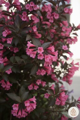 Weigela 'Naomi Campbell' buske 30-40 cm
