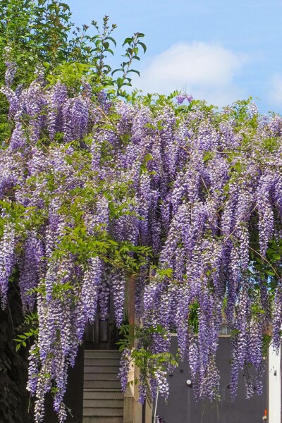 Wisteria sinensis 'Prolific' C12 175-200