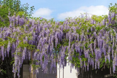 Wisteria sinensis 'Prolific' C12 175-200
