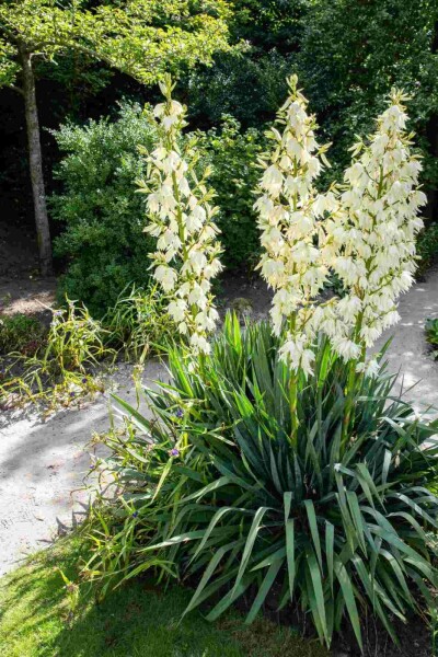 Yucca filamentosa C2 30-40