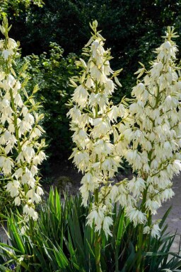 Yucca filamentosa C2 30-40