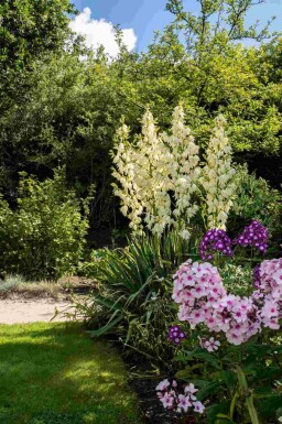 Yucca filamentosa C2 30-40