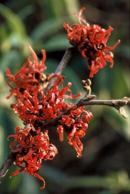 Hamamelis intermedia 'Diana' Hybridtrollhassel buske Hamamelis intermedia 'Diana' buske