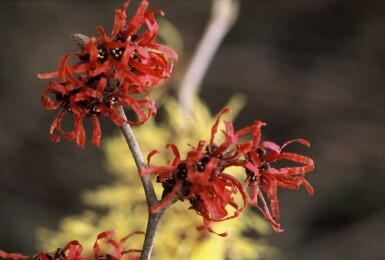 Hamamelis intermedia 'Diana' Hybridtrollhassel buske Hamamelis intermedia 'Diana' buske