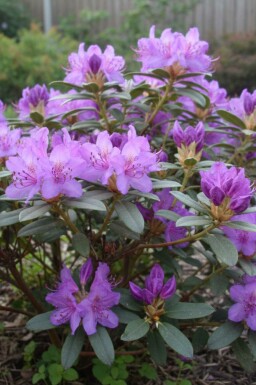 Rhododendron 'Blue Silver' buske 15-20 cm