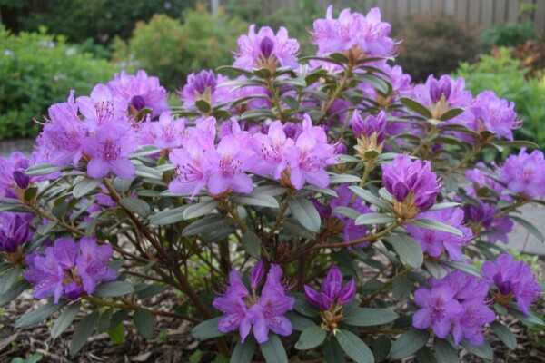 Rhododendron 'Blue Silver' buske 15-20 cm