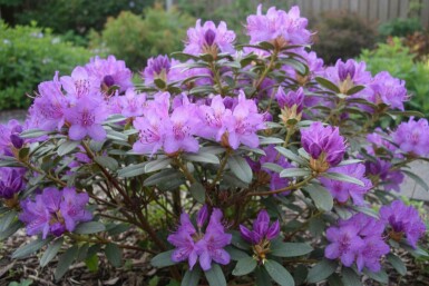 Rhododendron 'Blue Silver' Rododendron buske Rhododendron 'Blue Silver' buske 15-20 cm