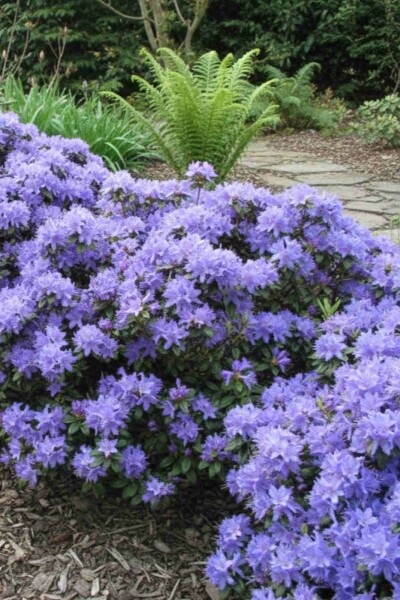 Rhododendron 'Blue Tit' buske