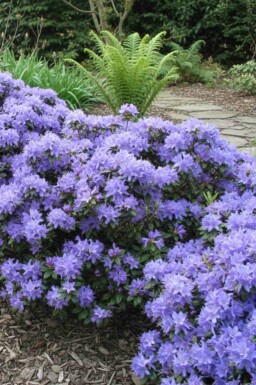 Rhododendron 'Blue Tit' buske