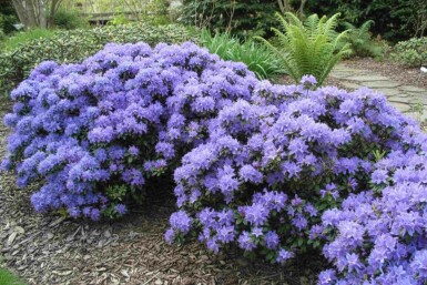 Rhododendron 'Blue Tit' Rododendron buske Rhododendron 'Blue Tit' buske