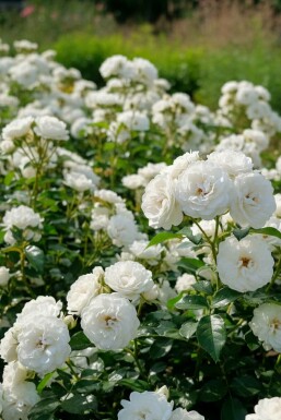 Rosa 'White Fairy' Rosor buske Rosa 'White Fairy' buske
