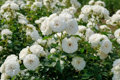 Rosa 'White Fairy' Rosor buske Rosa 'White Fairy' buske