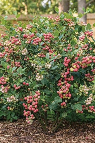 Vaccinium corymbosum 'Pink Lemonade' buske 70 cm C5