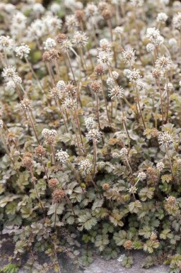Taggpimpinell Acaena microphylla 5-10 i kruka P9 Acaena microphylla