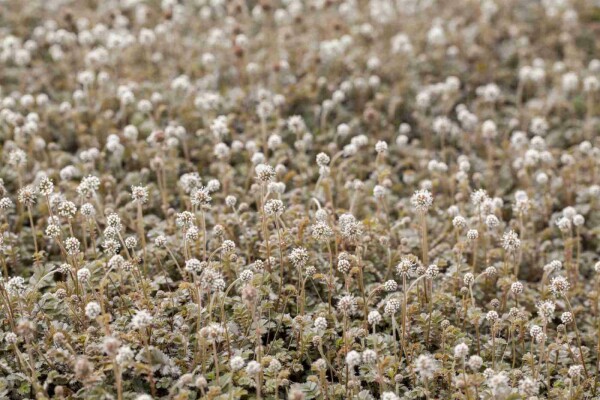 Acaena microphylla