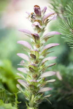Akantus Acanthus hungaricus 5-10 i kruka P9 Acanthus hungaricus