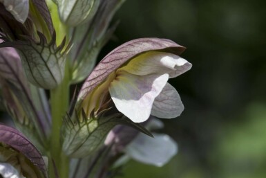 Akantus Acanthus hungaricus 5-10 i kruka P9 Acanthus hungaricus
