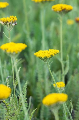Röllika Achillea filipendulina 'Coronation Gold' 5-10 i kruka P9 Achillea filipendulina 'Coronation Gold'