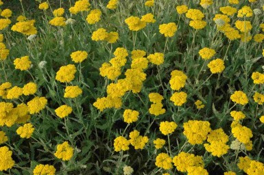 Röllika Achillea filipendulina 'Coronation Gold' 5-10 i kruka P9 Achillea filipendulina 'Coronation Gold'